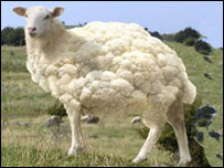 گوسفندک نازدانه