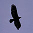 Golden Eagle (Image: RSPB Images and Chris Gomersall)