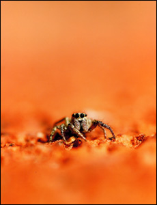 Jumping spider
