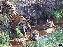 بھارت میں شیر