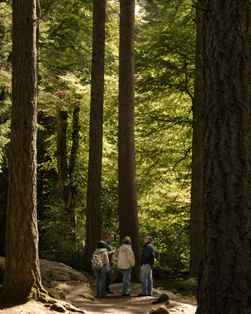 A group of people talking in a wooded grove