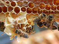 Worker bees on the edge of a frame