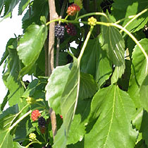 Morus alba 'Pendula'