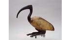 Egyptian Ibis