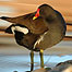 Moorhen (Image c/o Wetlands and Wildlife Trust)