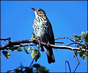 A song thrush
