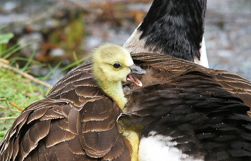 canada gosling peekaboo by dan belton