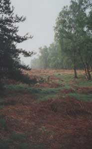 Cannock Chase
