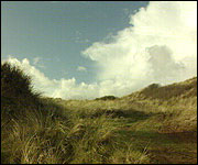 Braunton Burrows