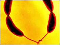 Caulobacter crescentus 