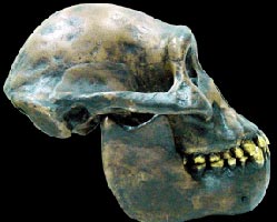 Lucy (found in Ethiopia) - cast of skull and jaw