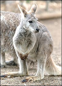kangaroo_bbc_203long.jpg