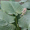 Hosta 'Big Mama'