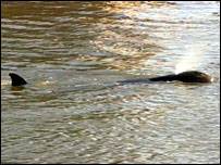 Baleia nada no rio Tâmisa, no centro de Londres