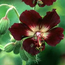 Geranium phaeum