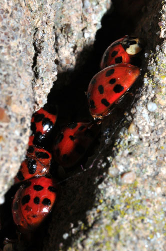 Harlequin hideaway (Harmonia axyridis) © Wildlife on the go