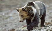 Tibetan brown bear on mountain slope ©Milo Burcham