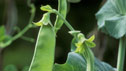 Pisum sativum