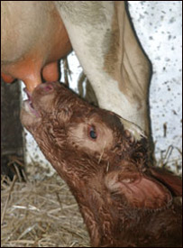 فله و حيوان نوزاد