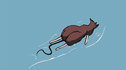 A rat paddling in water