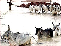 बाढ़ में फँसे जानवर