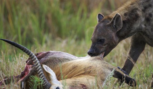 Hyena (image: Chrishtophe Courteau / NPL)