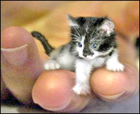 دنړۍ ترټولو وړه پيشۍ