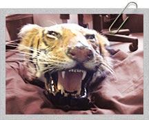 Gram for gram tiger bone can be worth more than cocaine