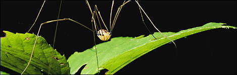 Daddy Long Legs