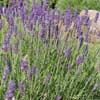 Lavandula angustifolia 'Hidcote'