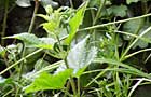 Nettle
