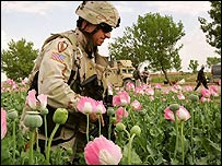 سرباز آمریکایی در مزارع خشخاش در جنوب افغانستان (عکس آرشیوی)