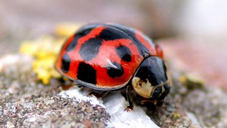 Harlequin ladybird by Keith Evans.
