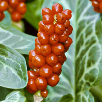 Arum italicum 'Marmoratum'