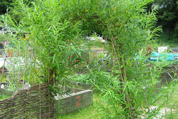 Willow arch