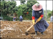 plantação de cana em Maurício