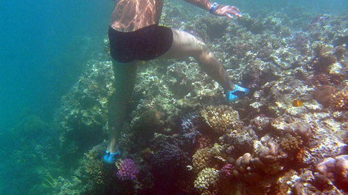 Mindless vandalism: A careless tourist tramples delicate Red Sea corals (Photo: Ian Fergusson)