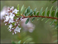 Hebe Diosmifolia