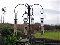 Can you spot the blue tit?