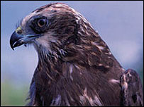 Marsh harrier - Chris Gomersall © RSPB