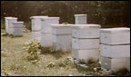 Bee hives