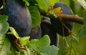 Plums on tree