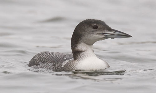great northern diver