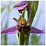 Orchid (Image c/o Kent Wildlife Trust)