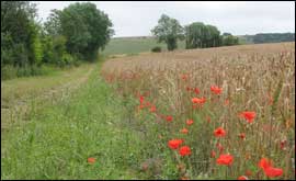 View of Lambourn across field