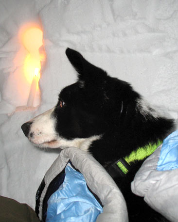 Dog inside snowhole