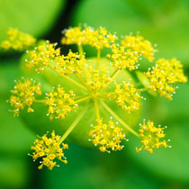 Smyrnium perfoliatum