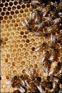 صندوق زنبور