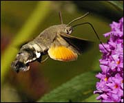 Hummingbird Hawk moth