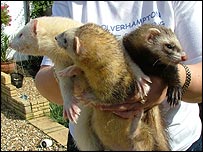 Trying to get ferrets to pose is hard!